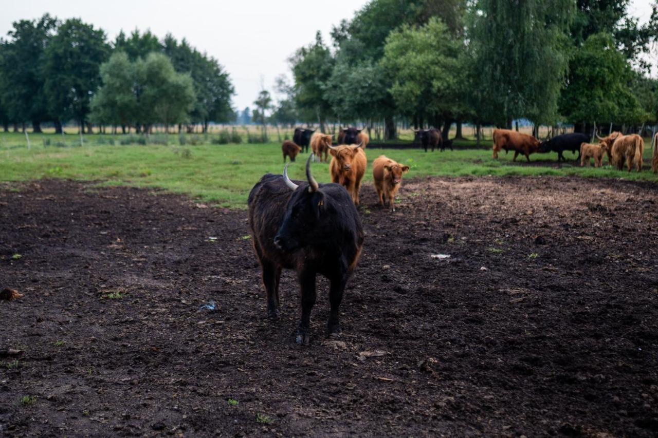 Bizon Pension Sadowne Buitenkant foto